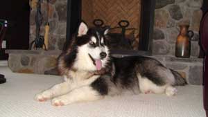 Hudsons Malamutes - Bandit - Maya