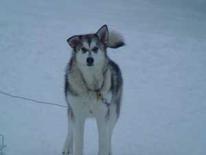 Hudsons Malamutes - Bandit - Maya