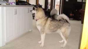 Hudsons Malamutes - Bandit - Maya