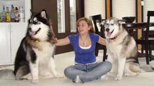 Hudsons Malamutes - Bandit - Maya