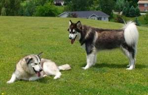 Hudsons Malamutes - Bandit - Maya