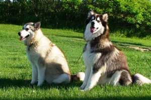 Hudsons Malamutes - Bandit - Maya