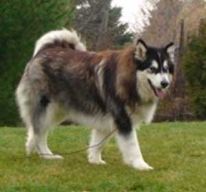 Hudsons Malamutes - Bandit - Maya