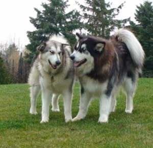 Hudsons Malamutes - Bandit - Maya