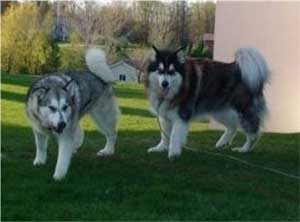 Hudsons Malamutes - Bandit - Maya