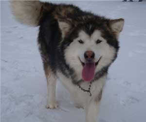 Hudsons Malamutes - Bella