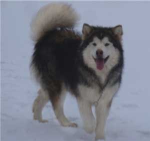 Hudsons Malamutes - Bella