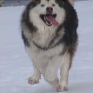 Hudsons Malamutes - Bella