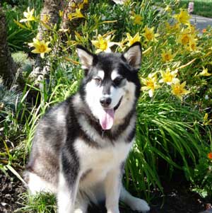 Hudsons Malamutes - Bella