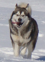 Hudsons Malamutes - Boaz