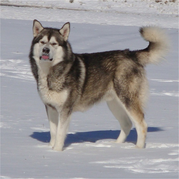 Hudsons Malamutes - Boaz