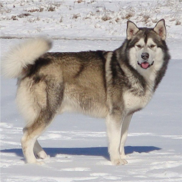 Hudsons Malamutes - Boaz