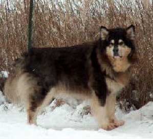 Hudsons Malamutes - Tawnie father Boaz