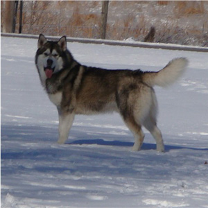 Hudsons Malamutes - Boaz