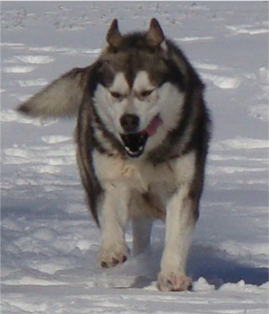 Hudsons Malamutes - Boaz