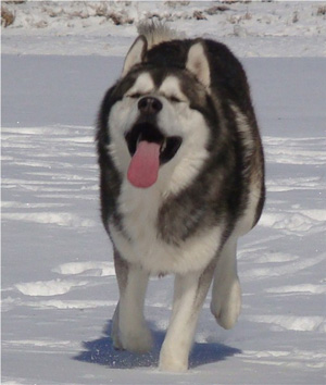 Hudsons Malamutes - Boaz