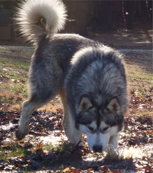 Hudsons Malamutes - Boaz