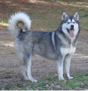 Hudsons Malamutes - Boaz