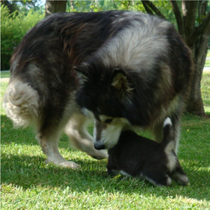 Hudsons Malamutes - Braska 