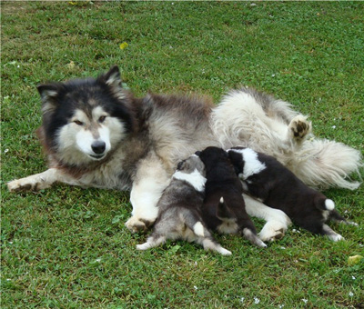 Hudsons Malamutes - Braska 