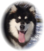 Hudsons Malamutes - Braska