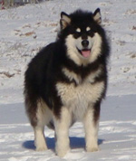 Hudsons Malamutes - Braska