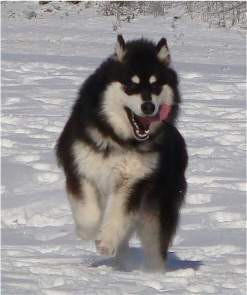 Hudsons Malamutes - Braska 