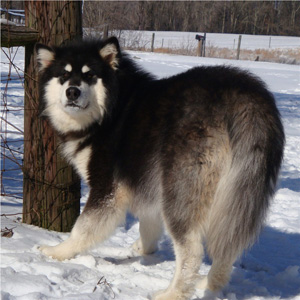 Hudsons Malamutes - Braska 