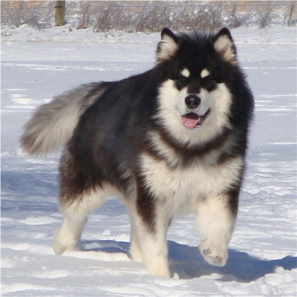 Hudsons Malamutes - Braska 