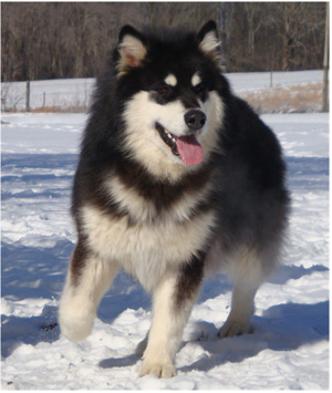 Hudsons Malamutes - Braska 