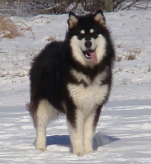 Hudsons Malamutes - Braska 