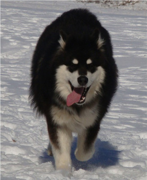 Hudsons Malamutes - Braska 