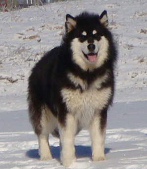 Hudsons Malamutes - Braska 