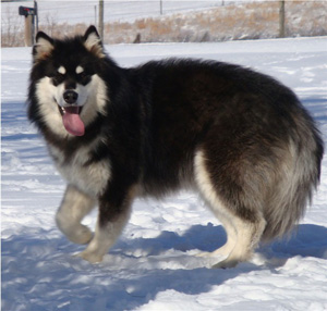 Hudsons Malamutes - Braska 