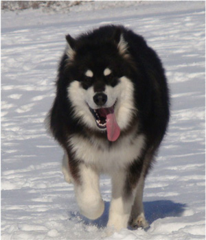 Hudsons Malamutes - Braska 