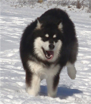 Hudsons Malamutes - Braska 