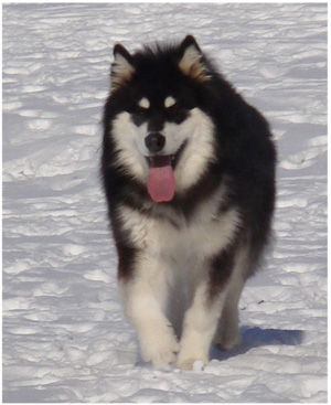 Hudsons Malamutes - Braska 