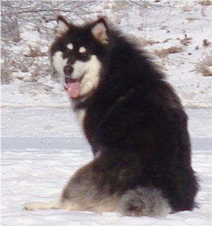 Hudsons Malamutes - Braska 