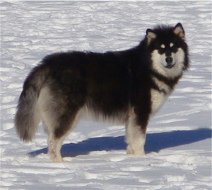 Hudsons Malamutes - Braska 