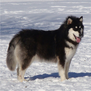 Hudsons Malamutes - Braska 