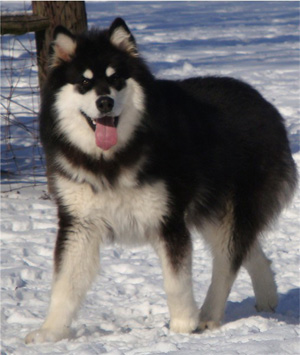 Hudsons Malamutes - Braska 