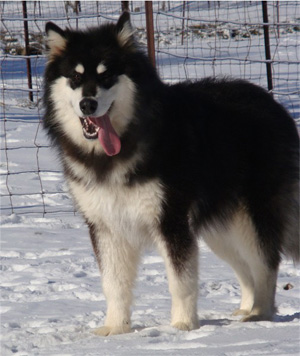 Hudsons Malamutes - Braska 