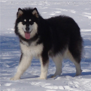 Hudsons Malamutes - Braska 