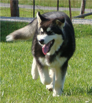 Hudsons Malamutes - Bree 