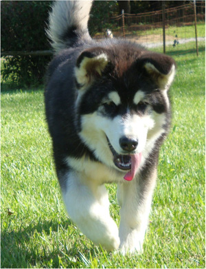 Hudsons Malamutes - Bree 