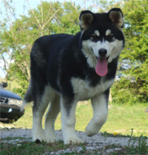 Hudsons Malamutes - Bree 