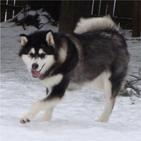 Hudsons Malamutes - Bree