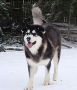 Hudsons Malamutes - Bree 