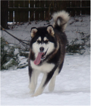 Hudsons Malamutes - Bree 