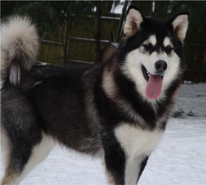 Hudsons Malamutes - Bree 